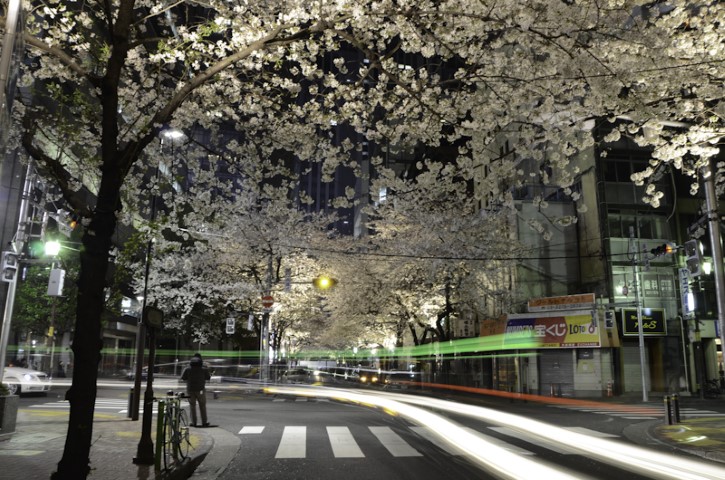 Blossoms at night, Tokyo