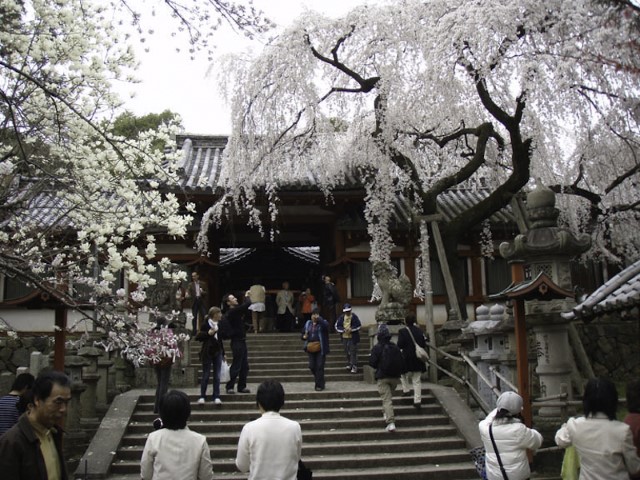 Cherry Blossoms, Nara