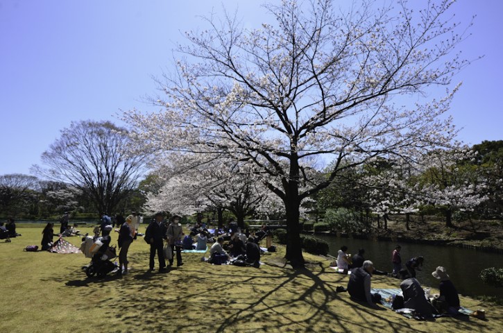 Group blossom party, Tokyo