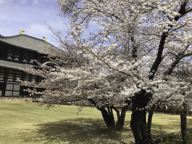 Cherry Blossoms, Todaiji, Nara