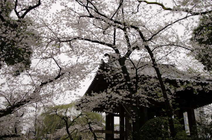 Temple blossoms