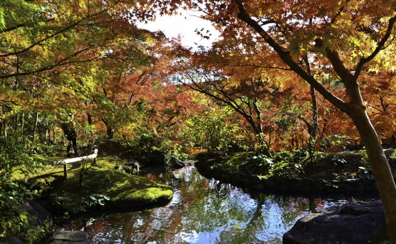Beautiful crimson leaf tour in Japan