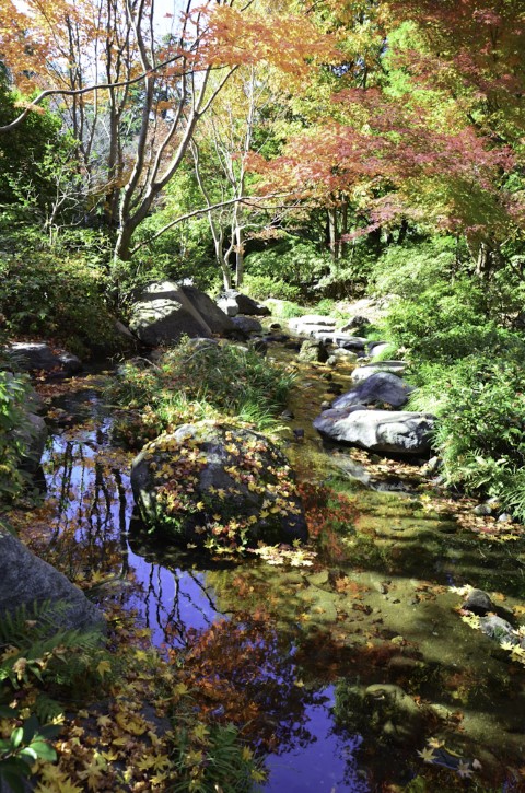 Japanese gardens in autumn