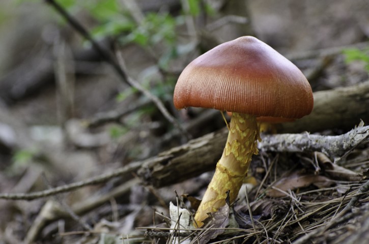 Mushrooms in Japan
