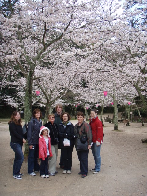 Cherry Trees om Miyajima