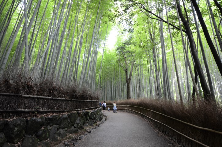 Bamboo Grove, Arashiyama
