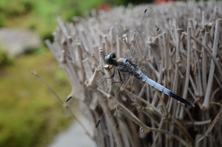 Dragonfly on Bamboo