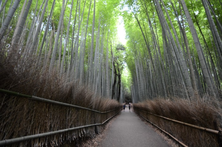 Bamboo Grove in Kyoto