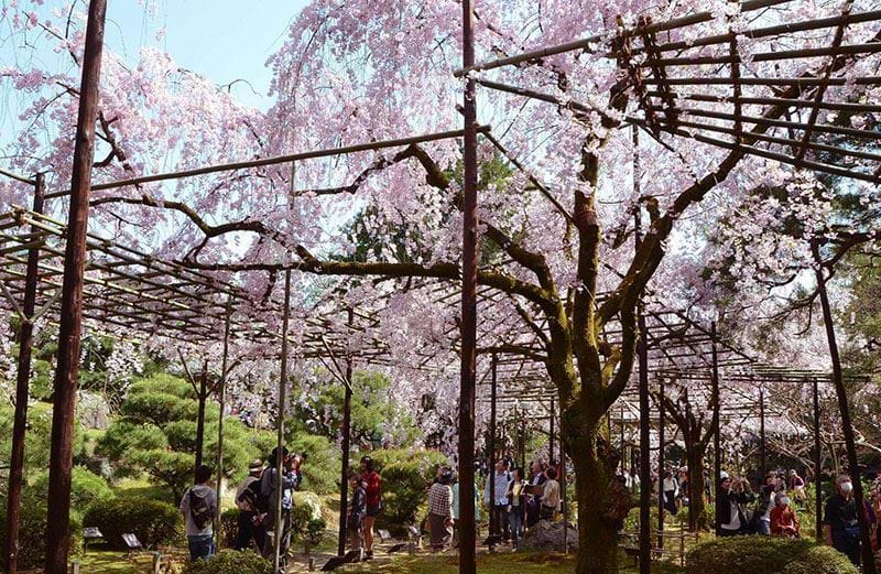 Cherry Blossom in Japan